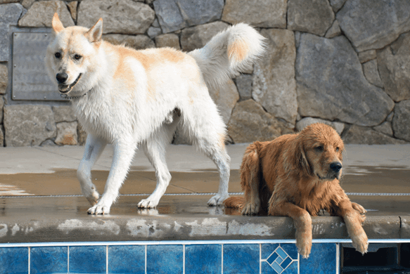 Pups by the pool at Wendell Falls event