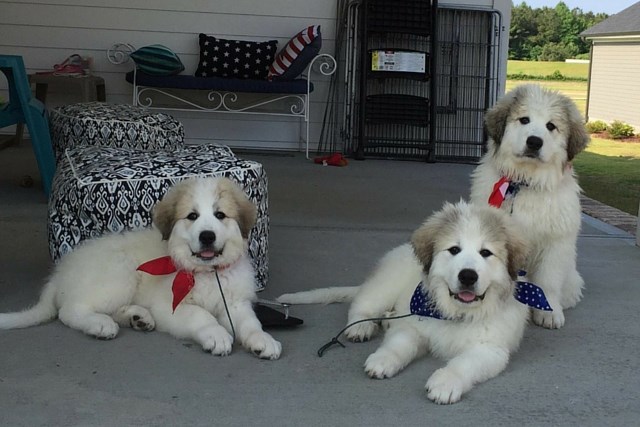 Three fluffy puppies