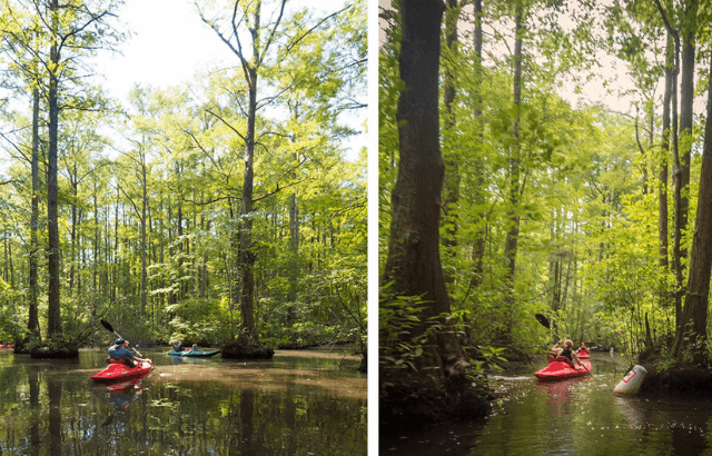 Kayaking at Robertson Millpond Preserve near Wendell Falls