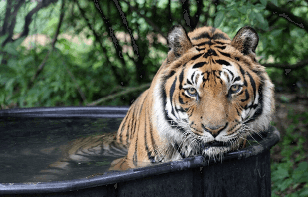 Carolina Tiger Rescue Center 