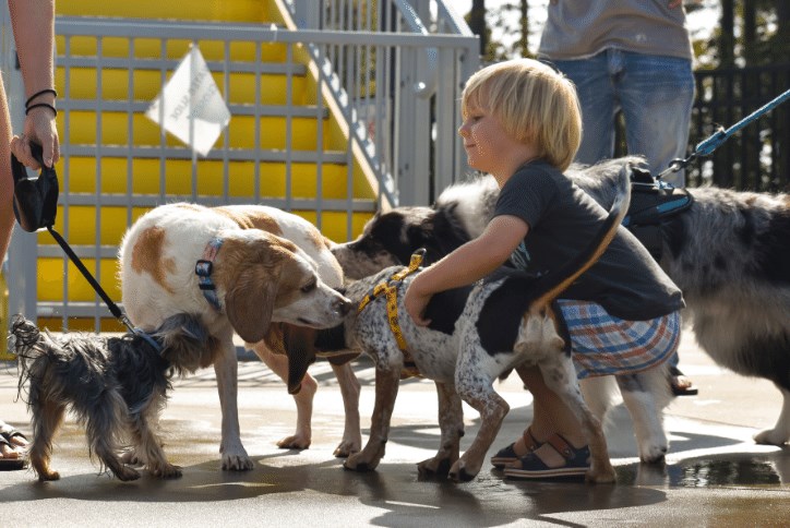 Child petting puppies