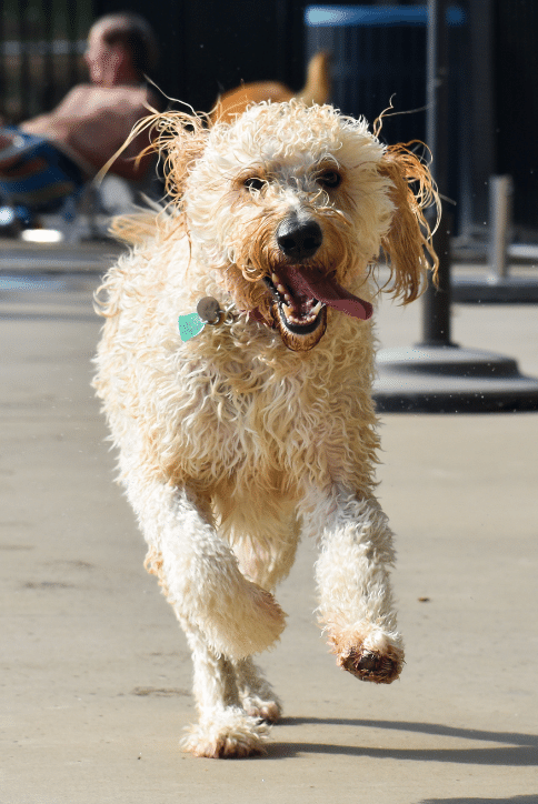 Dog after swimming at Wendell Falls event