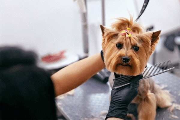 Small dog being groomed