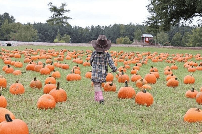 Little kid walking through pumpkin patch