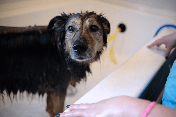 Dog getting a bath