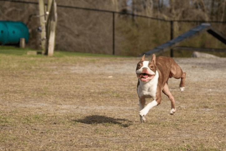 Small dog running around