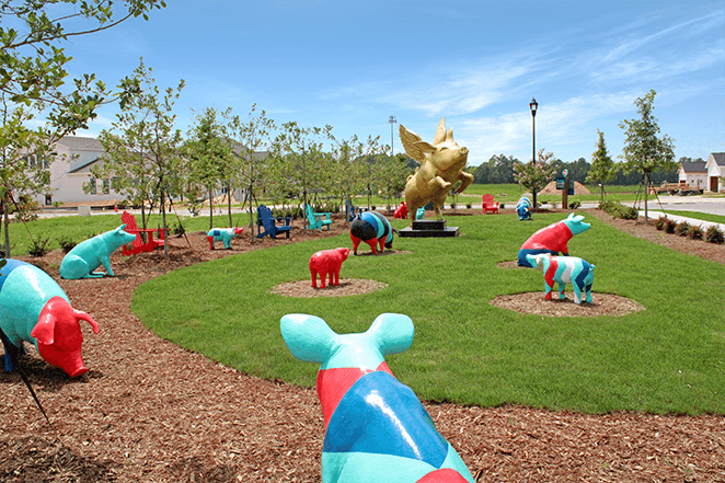 Pigs at model row in Wendell Falls community in Wendell, NC