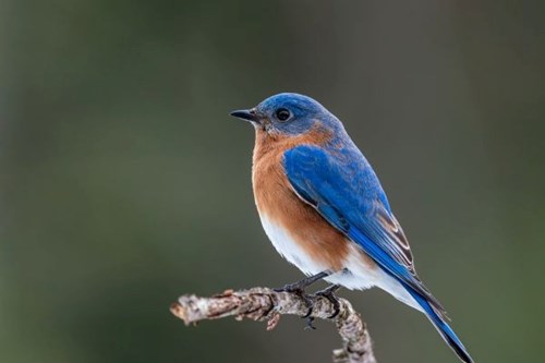 Eastern Bluebird
