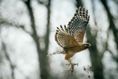 Red-Shouldered Hawk in flight