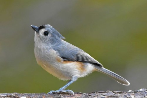 Tufted Titmouse