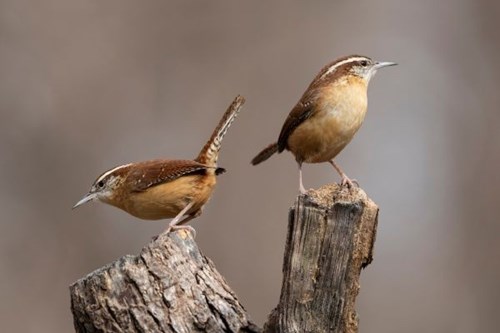 Carolina Wrens